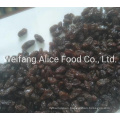 Bulk Packing Healthy Snack Dried Black Raisin